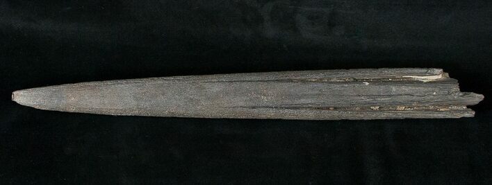 Fossil Marlin (Swordfish) Rostrum - Miocene #16894